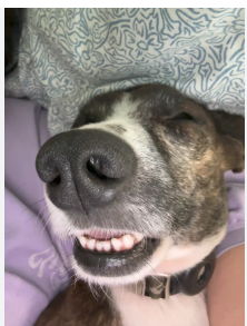 David luis 💙💛🎈🇻🇪 tweet media