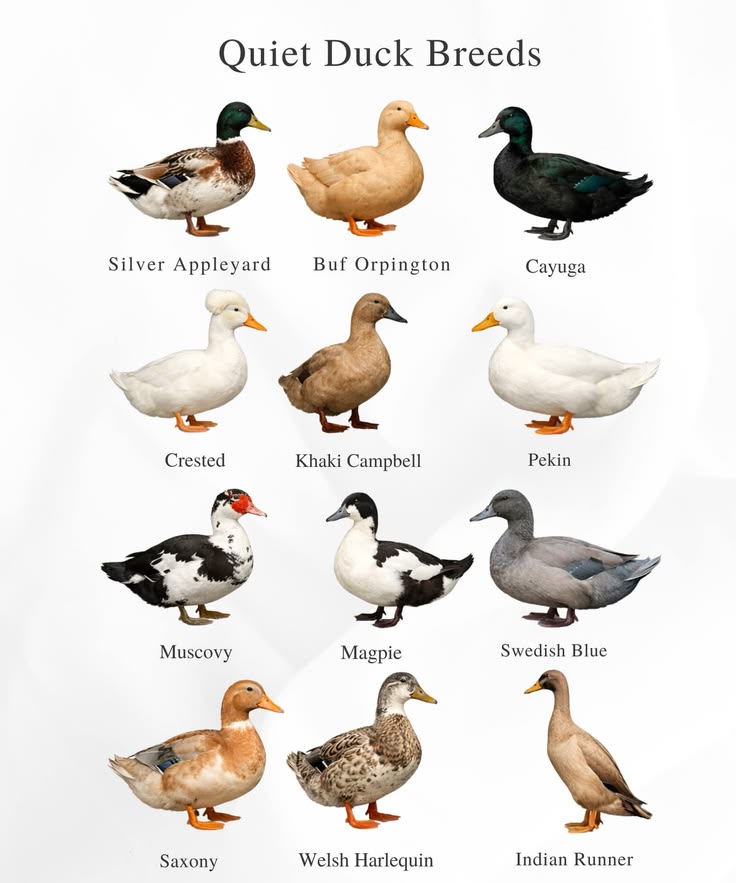 Birds Colour 🕊️ tweet media