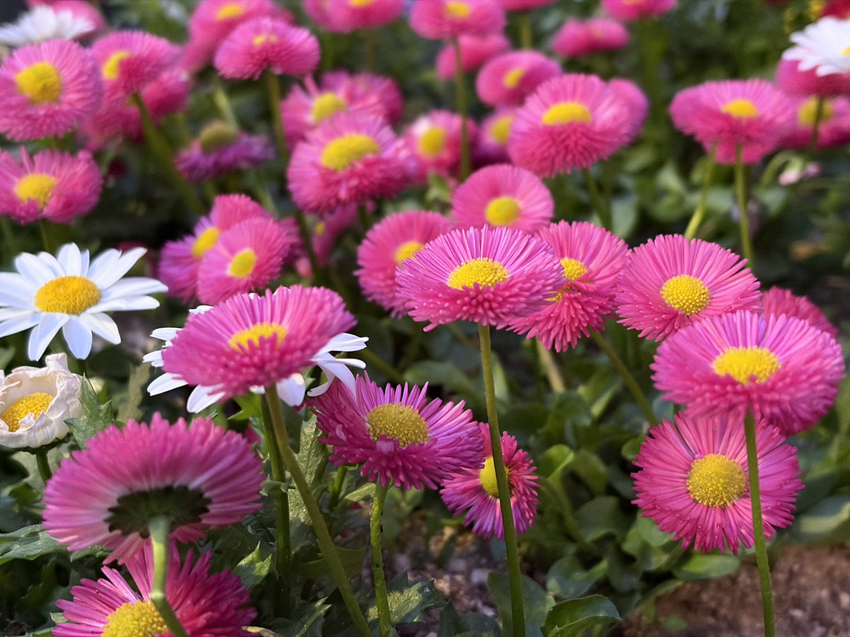 みるくちゃん🐈 tweet media