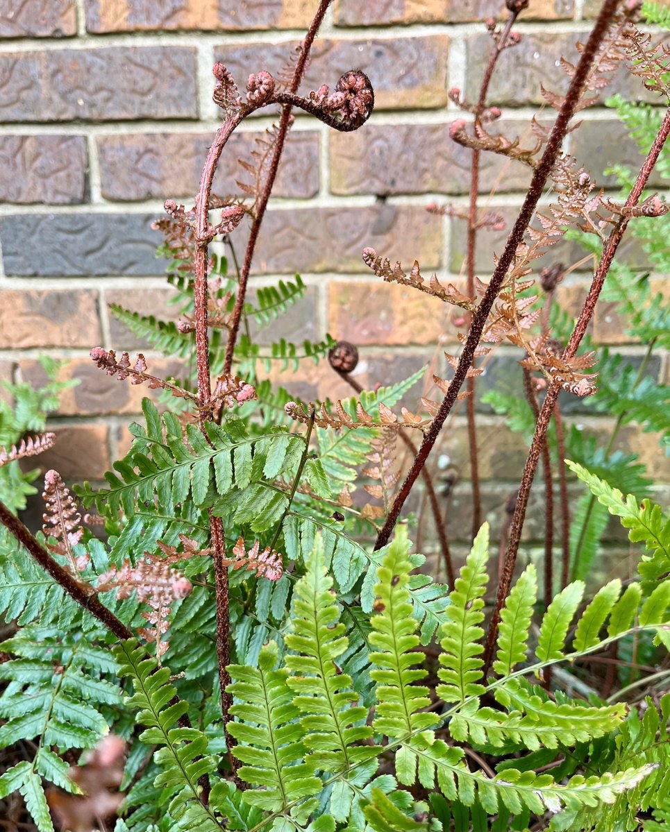 ECGrowers's tweet image. Autumn #ferns are pleasantly deceptive: Their timeless beauty disguises their rugged, long-lived, low-maintenance nature. These hardy #garden ferns offer softening, unifying texture for the landscape.

Fit lovely Dryopteris erythrosa (autumn fern) in your #shade garden program.