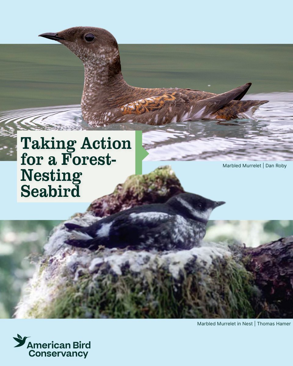 American Bird Conservancy tweet media