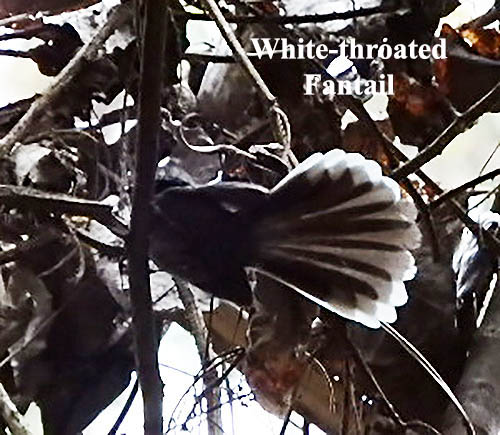 Thaiexperiences's tweet image. White-throated Fantail bird photos taken at Chiang Dao Thailand while on tour with All Thailand Experiences all-thailand-exp.com/chiang_dao_bir… @thailandbirds #whitethroatedfantail #birding #birdphotography #birdwatching #thailandbirds