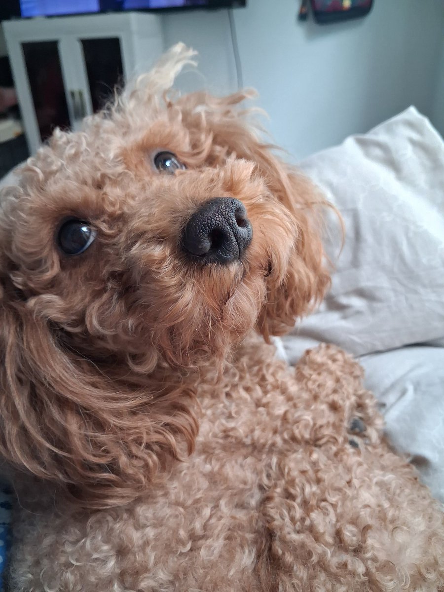 mickeyycaprii's tweet image. My shaylaaaaaaaaaa...........hims the BIG BIG! 3 ! #ProudMomma #MiniPoodleBirthday 🎂🎂🎂💙