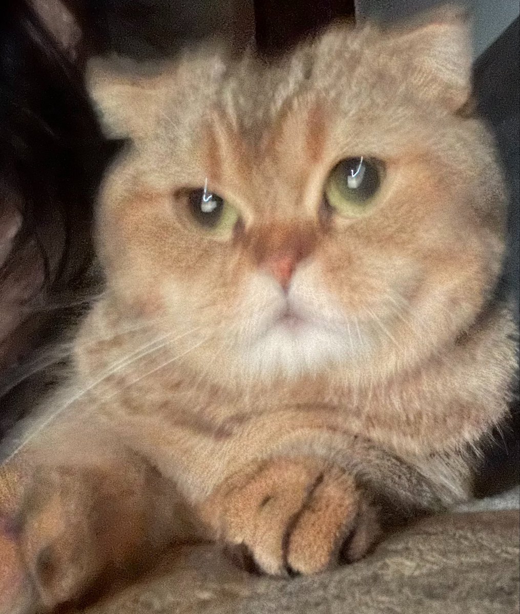 Lana انا مب tweet media