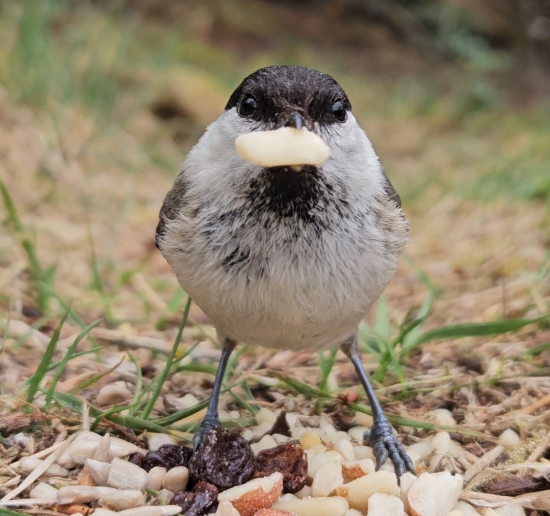 mabohari's tweet image. Marsh tlts 
photos taken with my smartphone
#TwitterNatureCommunity #NaturePhotography  #JuraMountains #birds