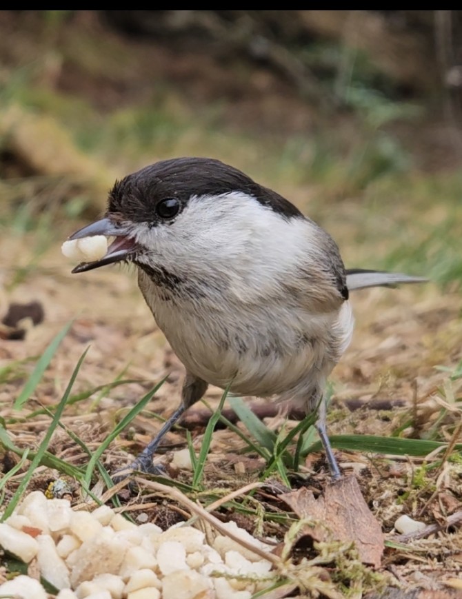 mabohari's tweet image. Marsh tlts 
photos taken with my smartphone
#TwitterNatureCommunity #NaturePhotography  #JuraMountains #birds