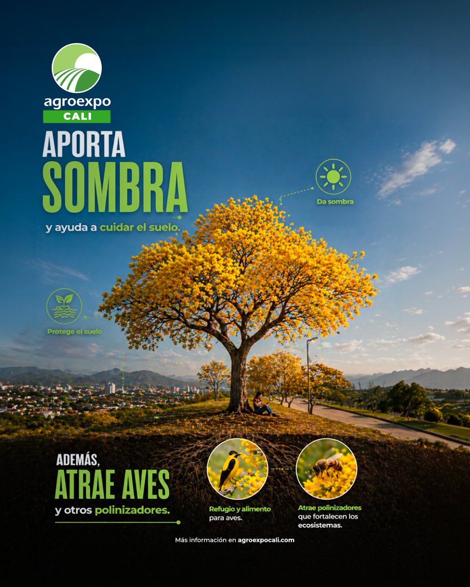 AgroexpoCol's tweet photo. Hoy celebramos a los gigantes del campo 🌿

Los árboles protegen la vida, el suelo y el equilibrio natural.

¿Qué árbol representa tu tierra? 💬

Más información en https://t.co/kyfKEo9bIE

#DíaDelÁrbol #Agroexpo2026 https://t.co/FFu16tNIyG