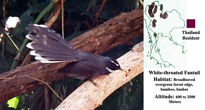 Thaiexperiences's tweet image. White-throated Fantail bird photos taken at Chiang Dao Thailand while on tour with All Thailand Experiences all-thailand-exp.com/chiang_dao_bir… @thailandbirds #whitethroatedfantail #birding #birdphotography #birdwatching #thailandbirds