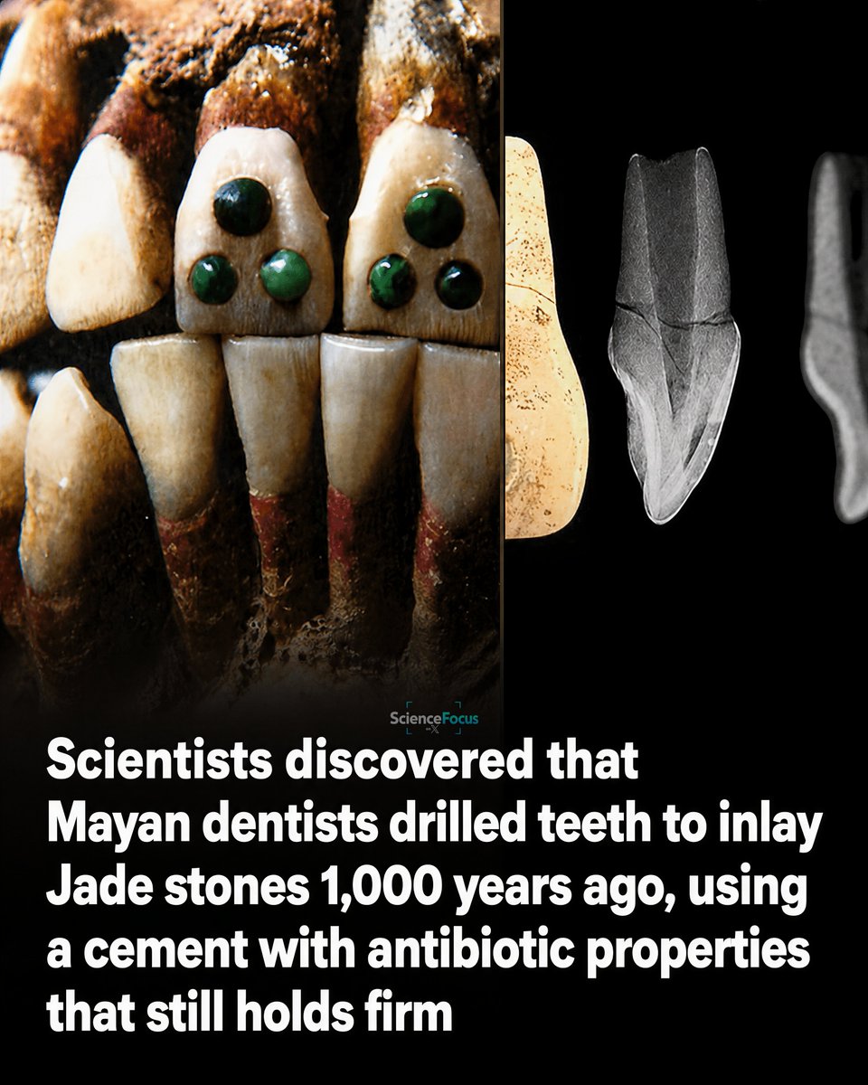 ScienceFocus tweet media