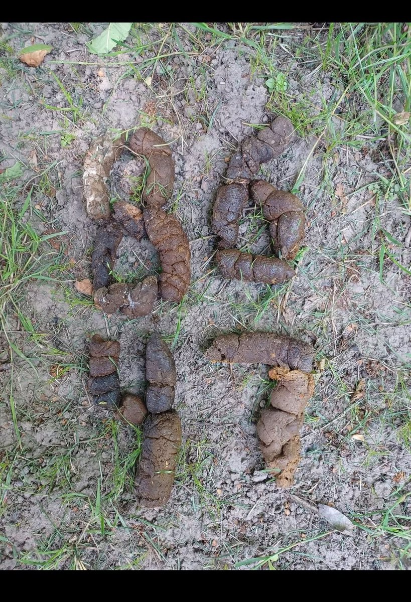 Donhammed Trumpistan tweet media