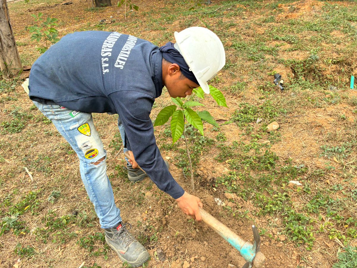 VeredaCorozal's tweet photo. Hoy #DiaNacionalDelÁrbol hemos contribuido en la siembra de 178 árboles en la #VeredaCorozal entre Urapo-Guayacán/Cañaguate, buscando mejorar nuestro #MedioAmbiente. Y si nos proponemos que sean #1000Árboles en un año? @CORPONOR @MinAmbienteCo  @MarioAOteroV  #MarioOtero https://t.co/tcoQ8l6tnR