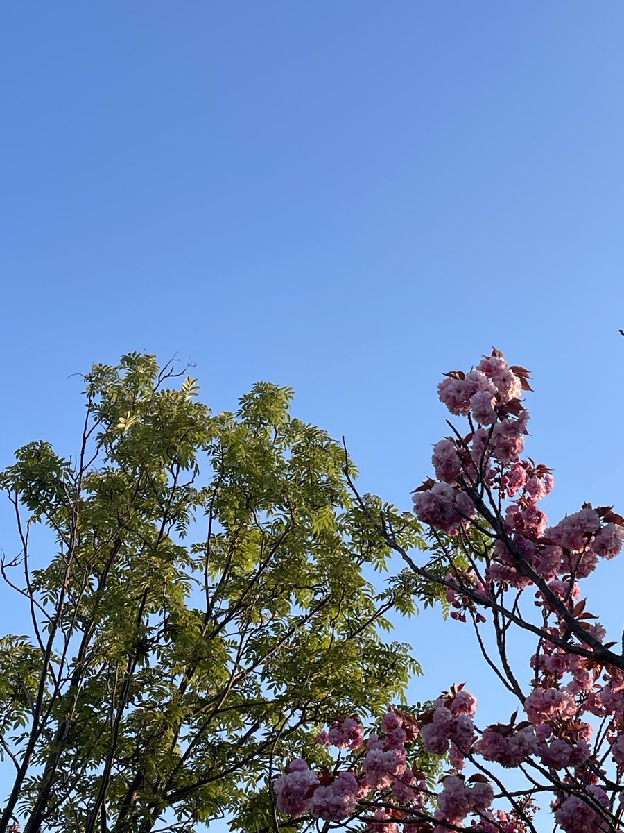 りおん tweet media