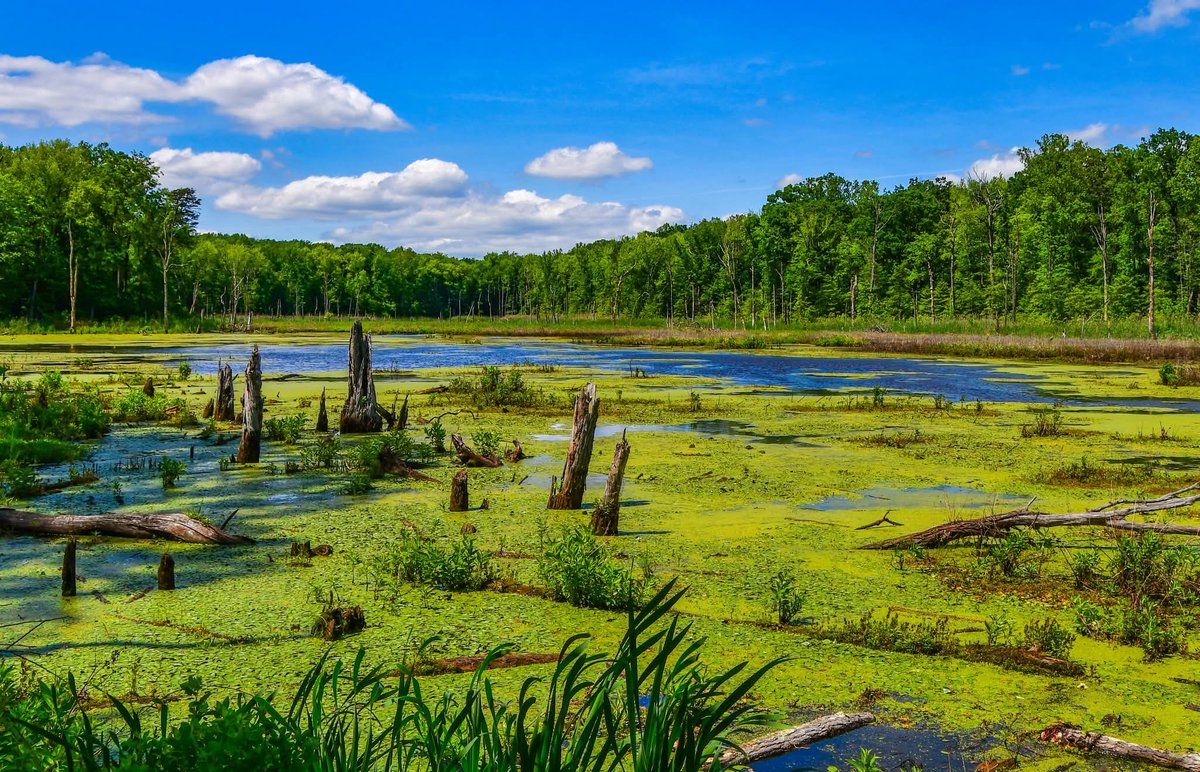 ByTheBayPhotos's tweet image. A walk along the Black Marsh Trail at North Point State Park in Eastern Baltimore County.

#Baltimore #Maryland #NorthPoint #Hiking #Nature #ChesapeakeBay