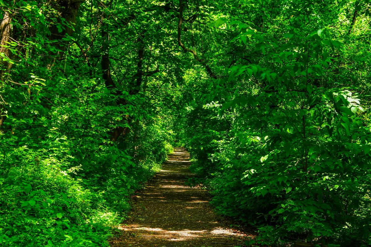 ByTheBayPhotos's tweet image. A walk along the Black Marsh Trail at North Point State Park in Eastern Baltimore County.

#Baltimore #Maryland #NorthPoint #Hiking #Nature #ChesapeakeBay