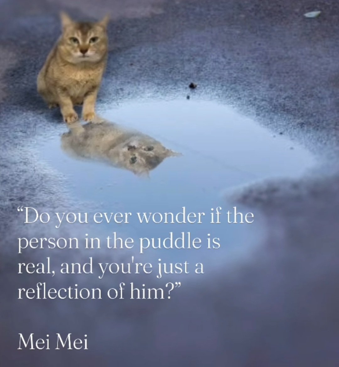 Daily Cat Posting tweet media