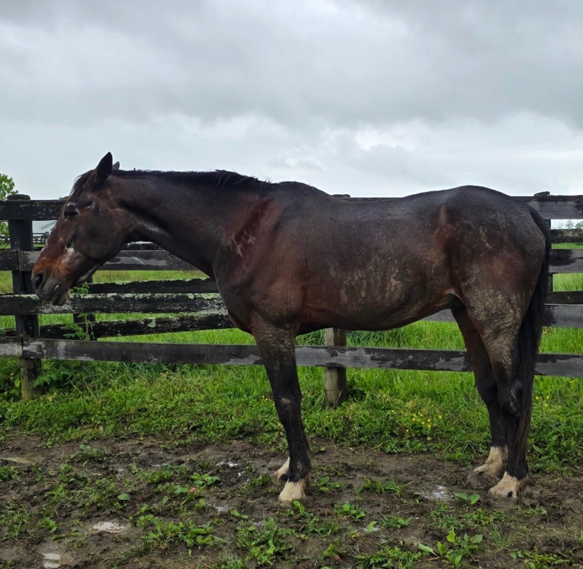 Mane Characters Equine Reserve & Retirement tweet media
