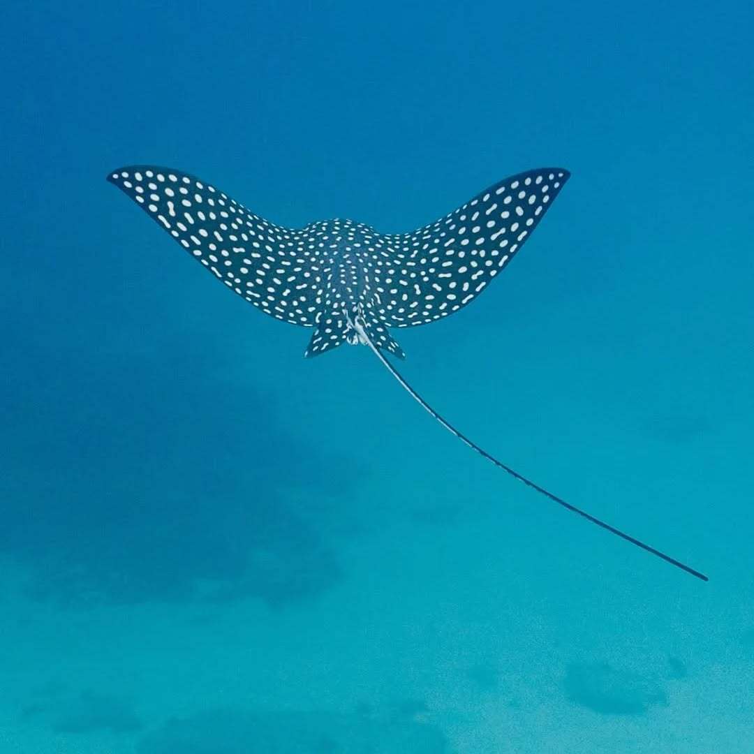 @proyectocetaceo
Ese patrón de manchas blancas de la Raya Águila del Pacífico Oriental (Aetobatus laticeps) se mueve como si volará en otro mundo. 🦋

¿Sabías que sirve recabar información importante para la especie? Registros de movimientos entre zonas,… instagr.am/p/DXusm1xkp2R/