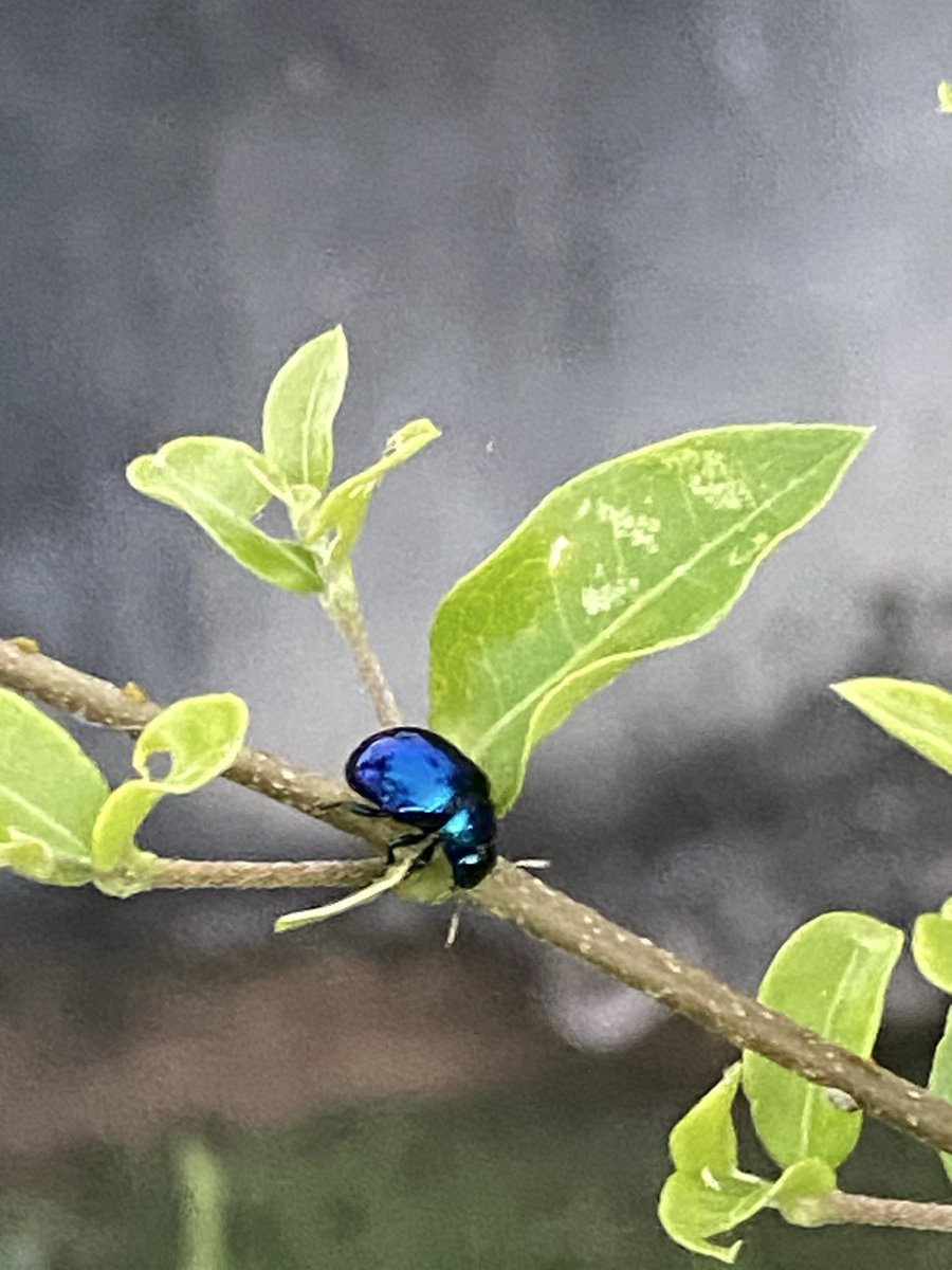 MsFlipper's tweet image. Otro insecto en mi matita de acerola #neon