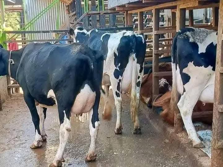 Kimani__Ke's tweet image. -Interested with pedigree cows doing  40+ litres a day?? 
-In-calf Heifers served with quality semens from WWS
-I deliver across Africa!
☎️+254708071025

Naomba tu a repost,

#ATMARS
#JKLive