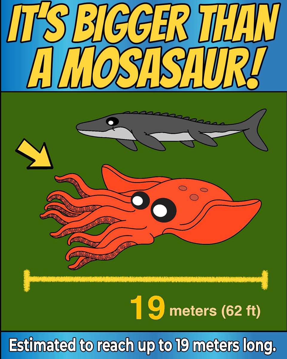 NapkinAnimation's tweet image. New research on Nanaimoteuthis points to some wild clues hidden in fossil beaks. Turns out the ancient food chain may have been stranger than we thought.

#CretaceousKraken #Paleontology #Octopus