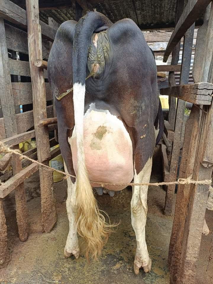 Kimani__Ke's tweet image. -Interested with pedigree cows doing  40+ litres a day?? 
-In-calf Heifers served with quality semens from WWS
-I deliver across Africa!
☎️+254708071025

Naomba tu a repost,

#ATMARS
#JKLive