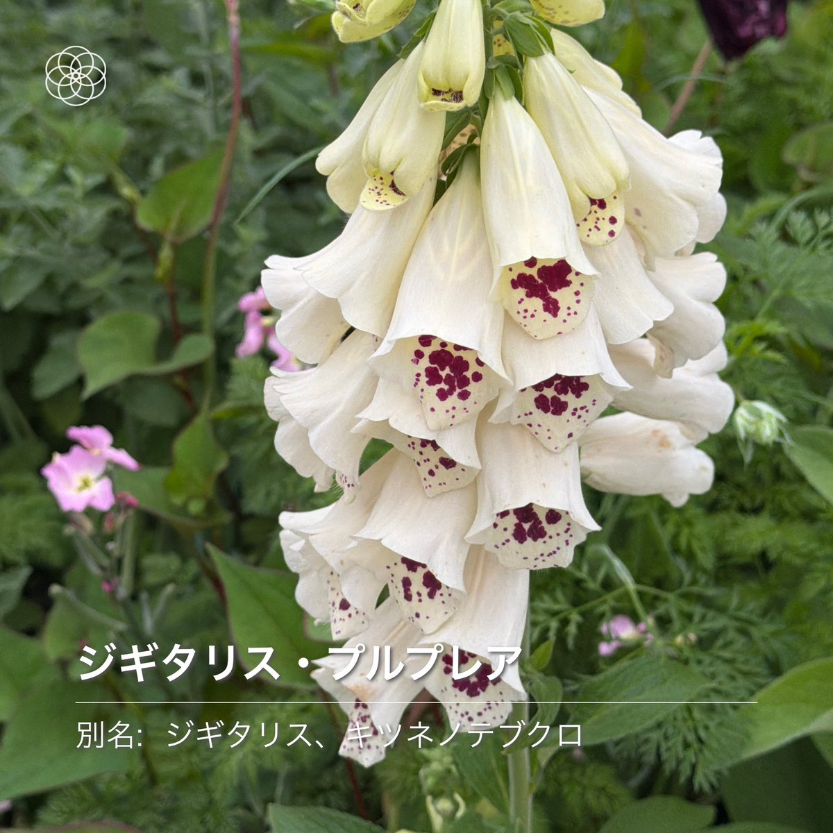 にゅるるん tweet media