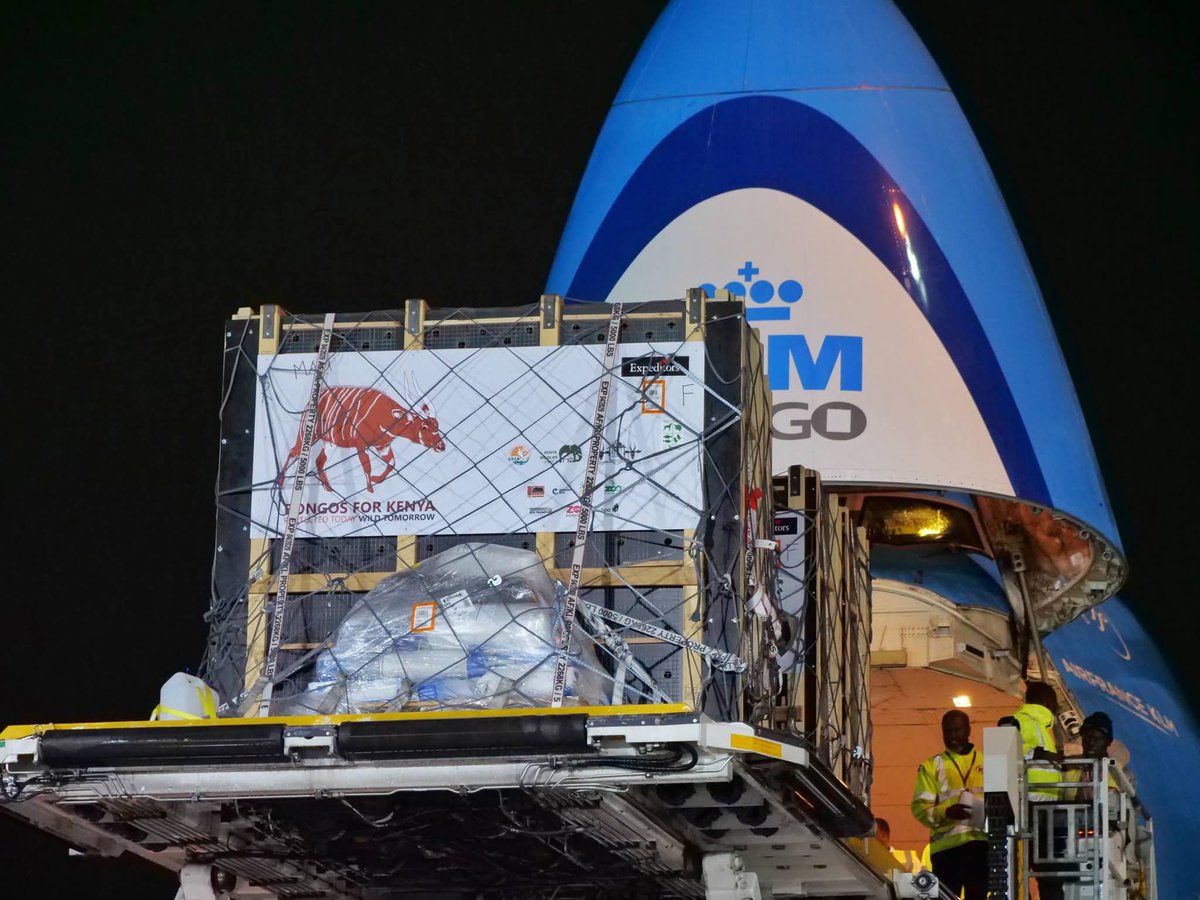 Mngure_'s tweet photo. JKIA was a whole vibe last night as #Kenya welcomed home 4 rare Mountain Bongos from the Czech Republic! ​Back in the 80s, we actually donated some to zoos abroad to save them from Rinderpest. Now they are coming back! https://t.co/hCrD8L6paF
