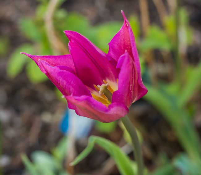 MomentsintheG's tweet image. More random tulips in my garden.  #tulips #springbulbs #mycottagegarden #springgarden #momentsinthegardenphotography
