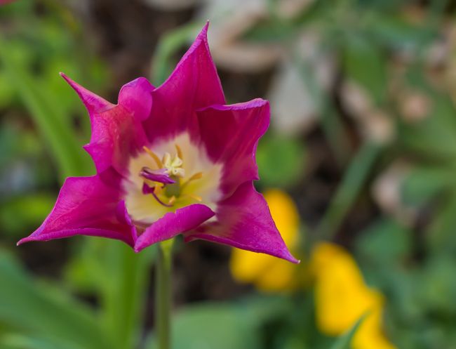 MomentsintheG's tweet image. More random tulips in my garden.  #tulips #springbulbs #mycottagegarden #springgarden #momentsinthegardenphotography