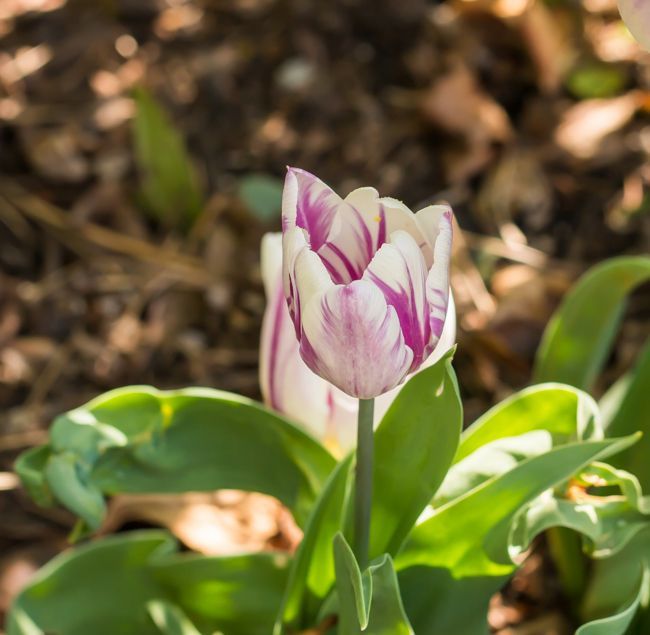 MomentsintheG's tweet image. More random tulips in my garden.  #tulips #springbulbs #mycottagegarden #springgarden #momentsinthegardenphotography