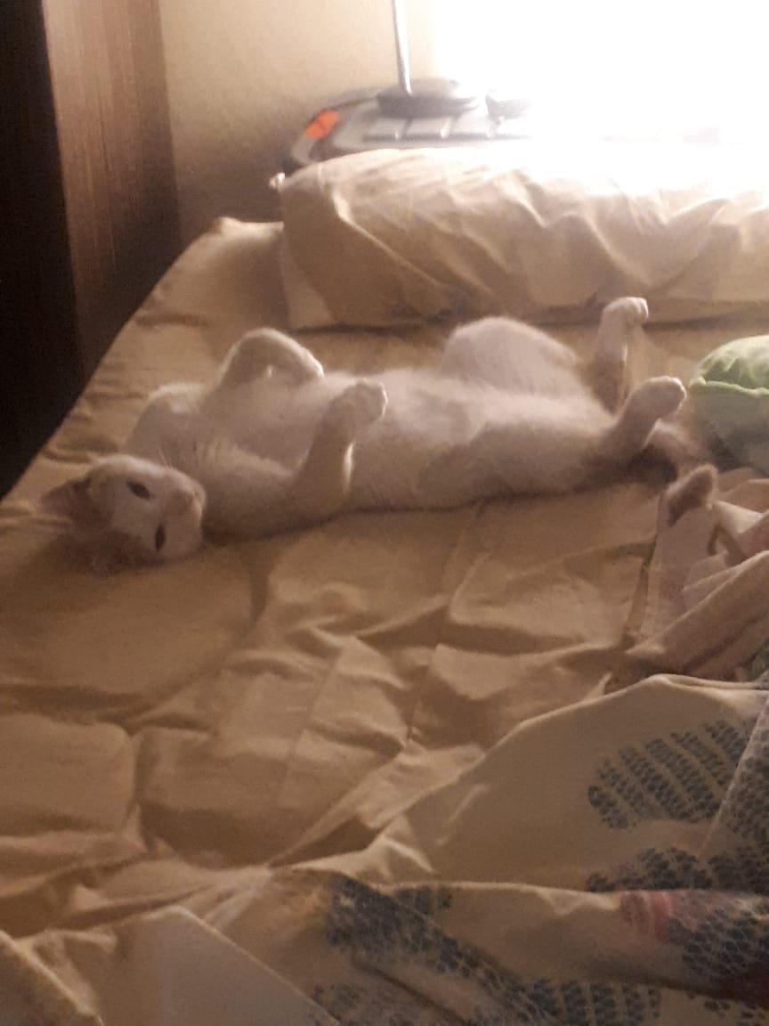 <a href="/Neinei_art/">Nei Nei 🐱 De la colonia</a> Rescaté a un gatito de 1 mes desnutrido, hipotónico  y deshidratado. El vete que lo revisó me dijo que no creia que sobreviviera, y si lo hacía no iba a crecer mucho. Y 8 años después ...