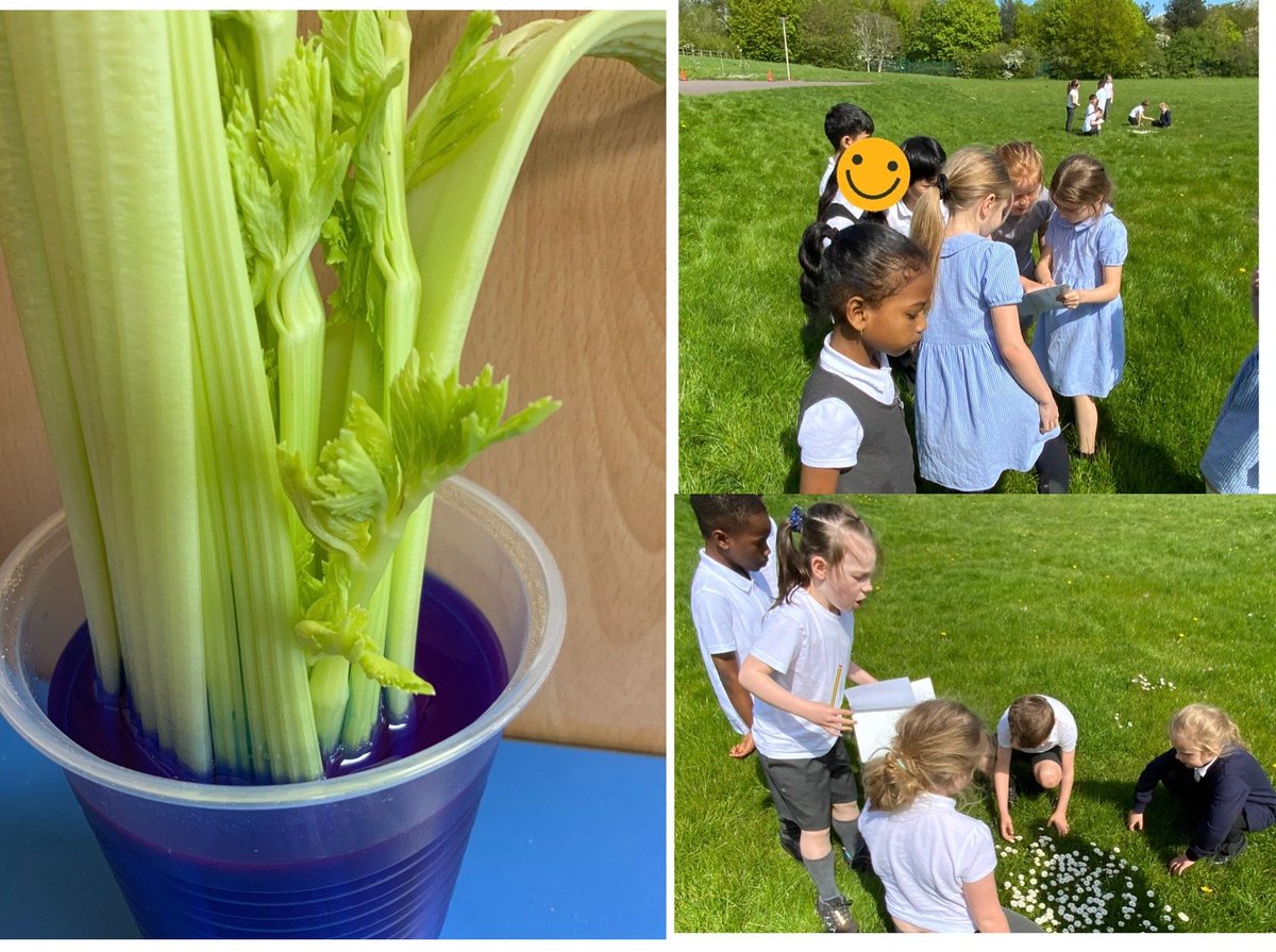 Gorsefield Primary School tweet media
