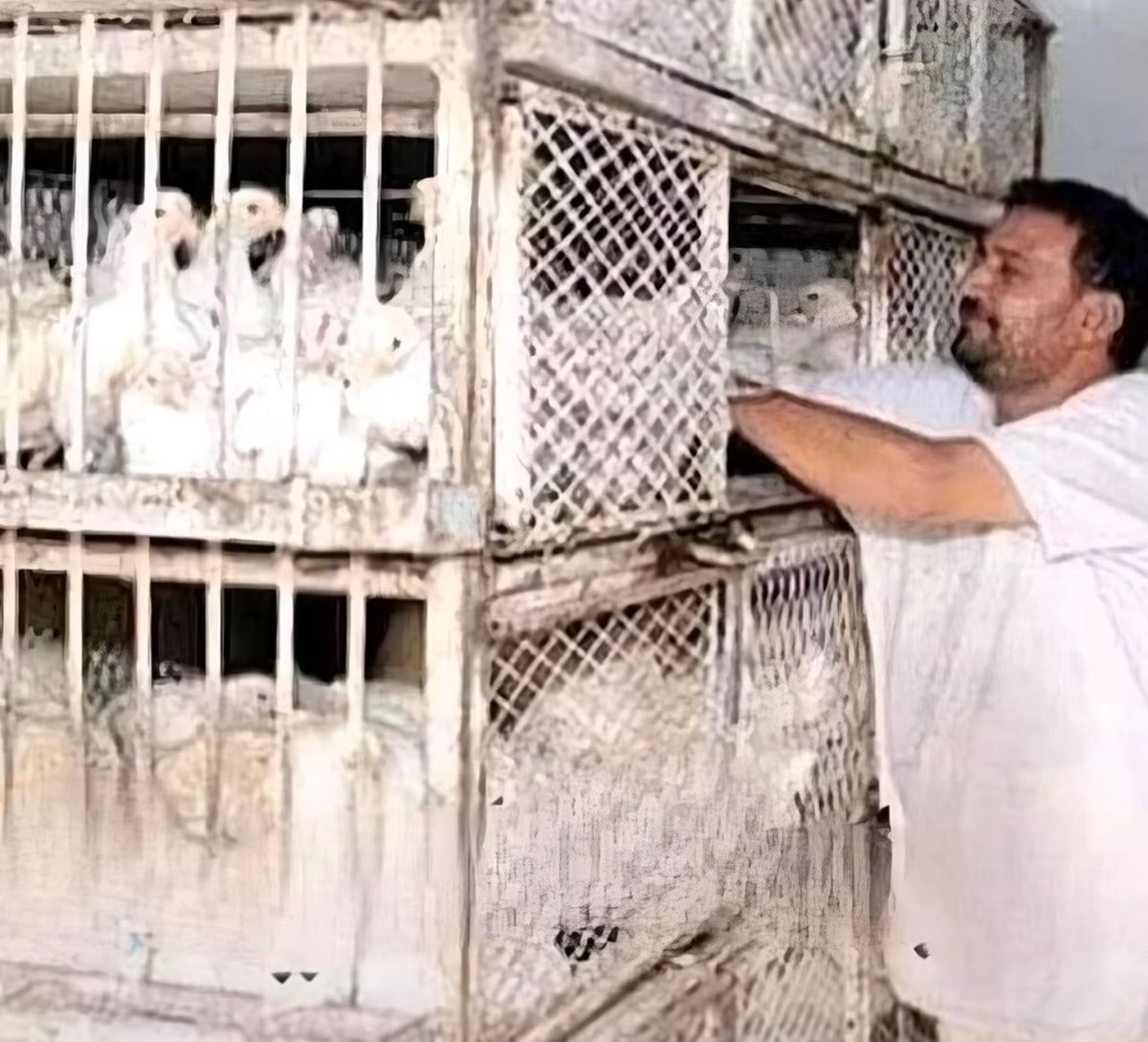 عماد الشريف tweet media