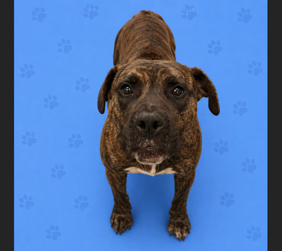 HollywoodDogs's tweet image. At an overcrowded shelter in #Memphis, #TN, 2-year-old Wayne is in IMMEDIATE need of adoption, a foster home, or rescue adoptapet.com/pet/47794455-m… #URGENT #AdoptableDogofDay 🐶