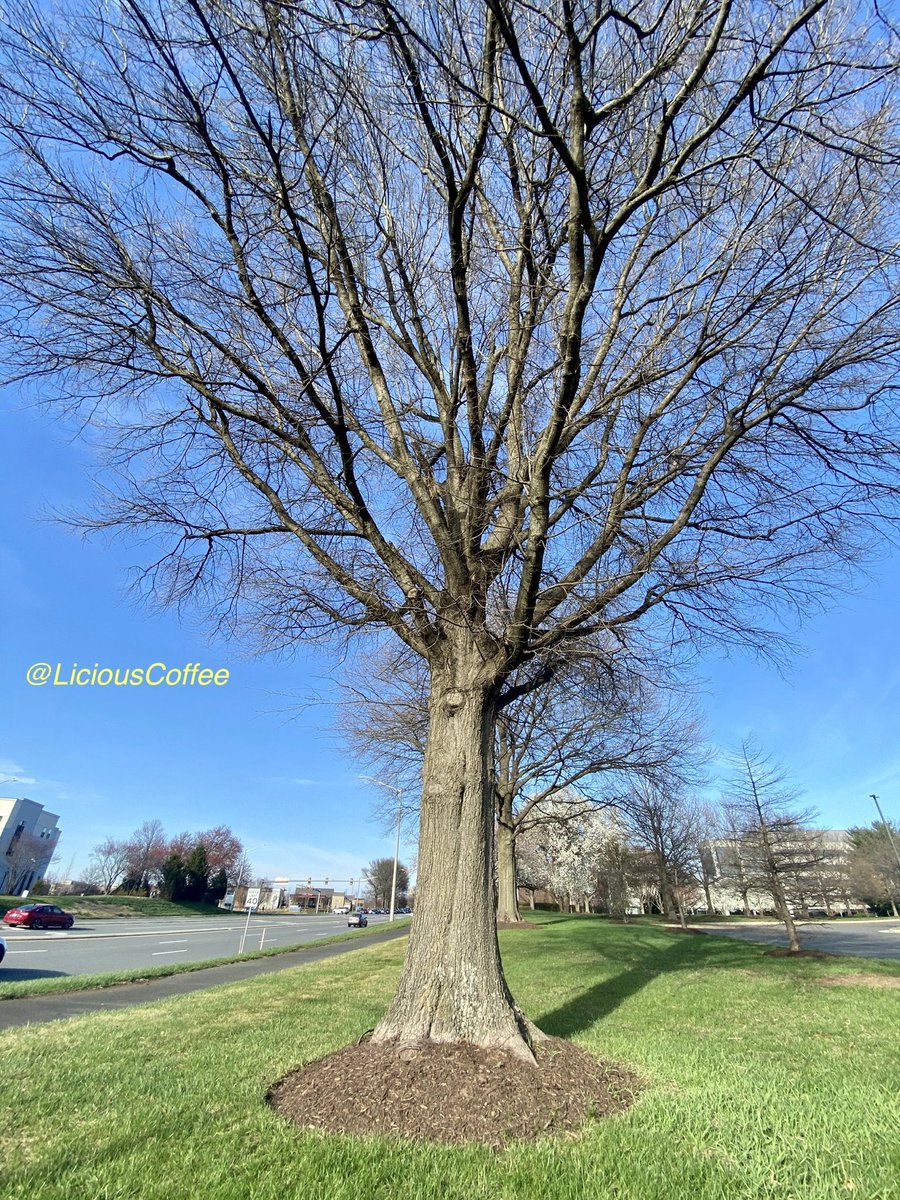 LiciousCoffee's tweet image. The 🌎 is full of amazing contents, see it, recognize it, create IT—find Art in Nature

😍 Different perspective—Captured facing towards and behind the sun.
#TreeWhisperer 
#Nature #NaturePhotography #Photography #PhotographyIsArt #Tree #Park