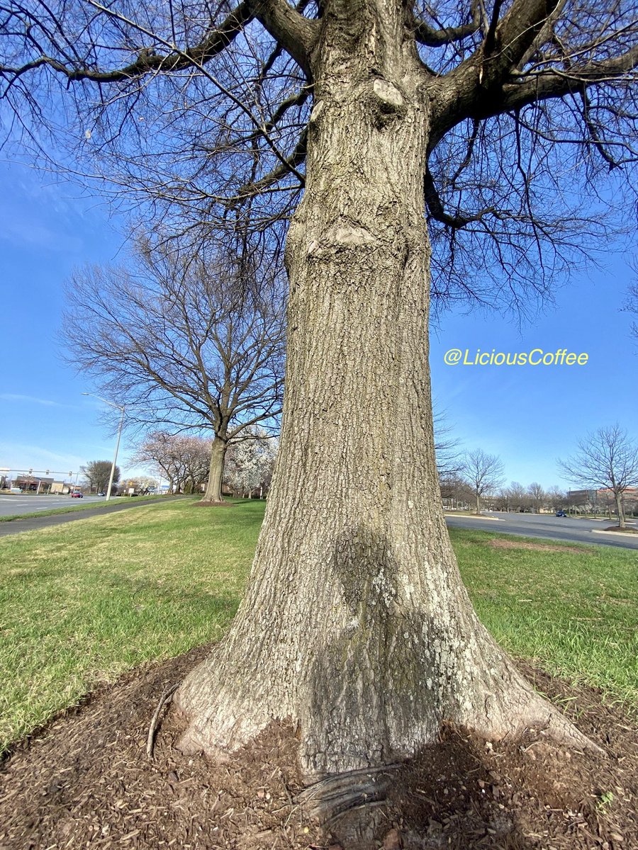 LiciousCoffee's tweet image. The 🌎 is full of amazing contents, see it, recognize it, create IT—find Art in Nature

😍 Different perspective—Captured facing towards and behind the sun.
#TreeWhisperer 
#Nature #NaturePhotography #Photography #PhotographyIsArt #Tree #Park