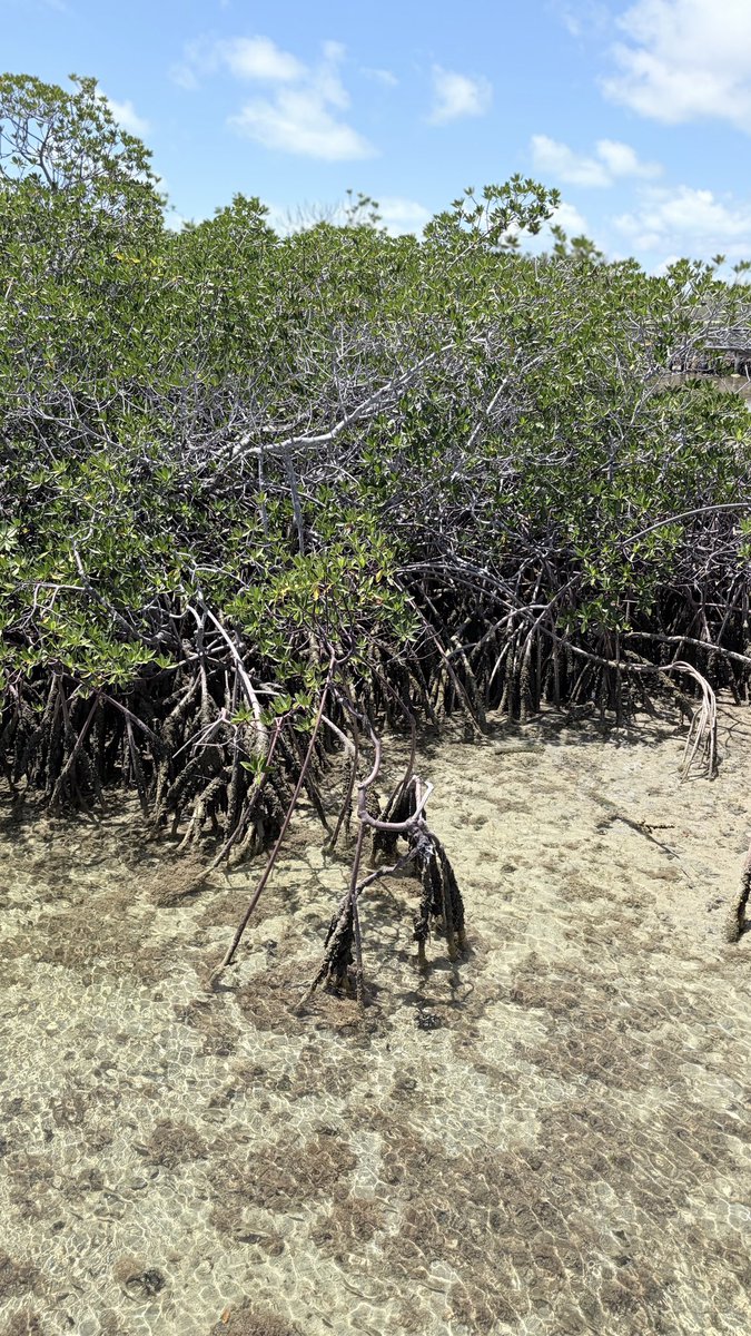 AliJerusa's tweet image. Tour of the @BNTBahamas Bonefish Pond National Park with @ACS_AEC Secretary General HE Ambassador Noemí Espinoza Madrid #mangrove #restoration #conservation #GrandCaribe