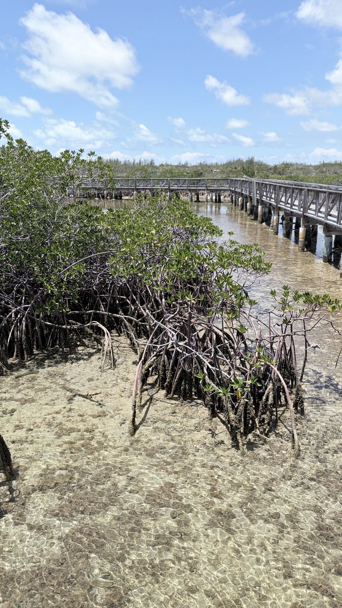 AliJerusa's tweet image. Tour of the @BNTBahamas Bonefish Pond National Park with @ACS_AEC Secretary General HE Ambassador Noemí Espinoza Madrid #mangrove #restoration #conservation #GrandCaribe