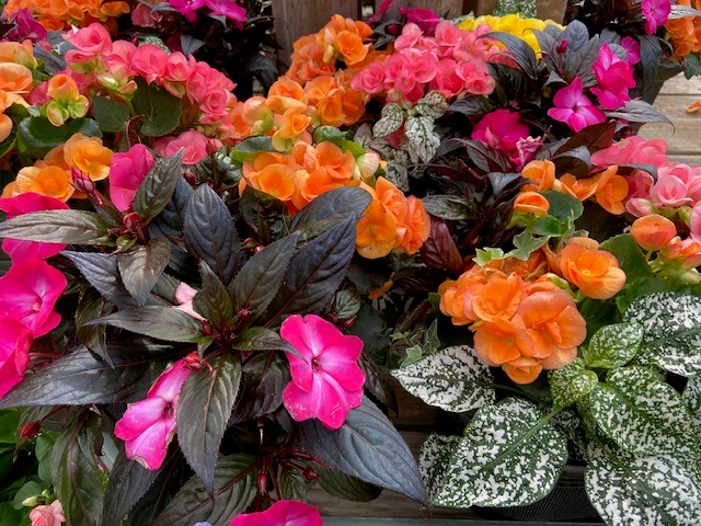 Pasquesis's tweet image. Sunset colors light up mixed containers in the greenhouse... New Guinea impatiens, begonias &amp;amp; more. pasquesi.com/our-plants-2/a…
#sunset #colors #begonias #impatiens #containers