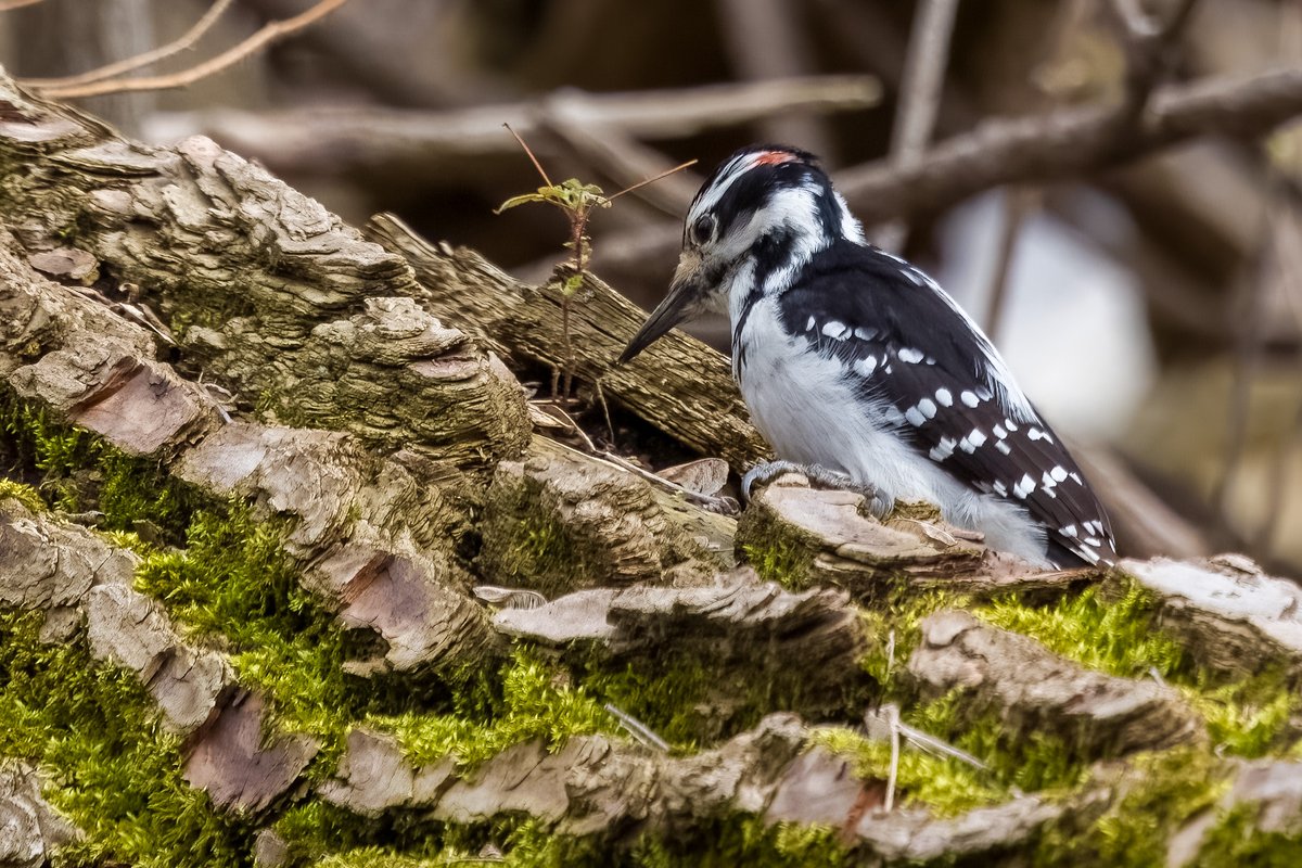 Mandeepsihota's tweet image. Downy looking for larvae on a fallen trunk! #birds #birding #birdsinwild #birdphotography #TwitternaturePhotography #Canon #IndiAves #WildlifePhotography #WoodpeckerWednesday
