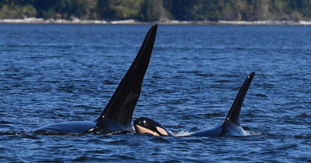 KIRO7Seattle's tweet image. New orca calf seen swimming between Whidbey Island and Camano Island kiro7.com/news/local/new…