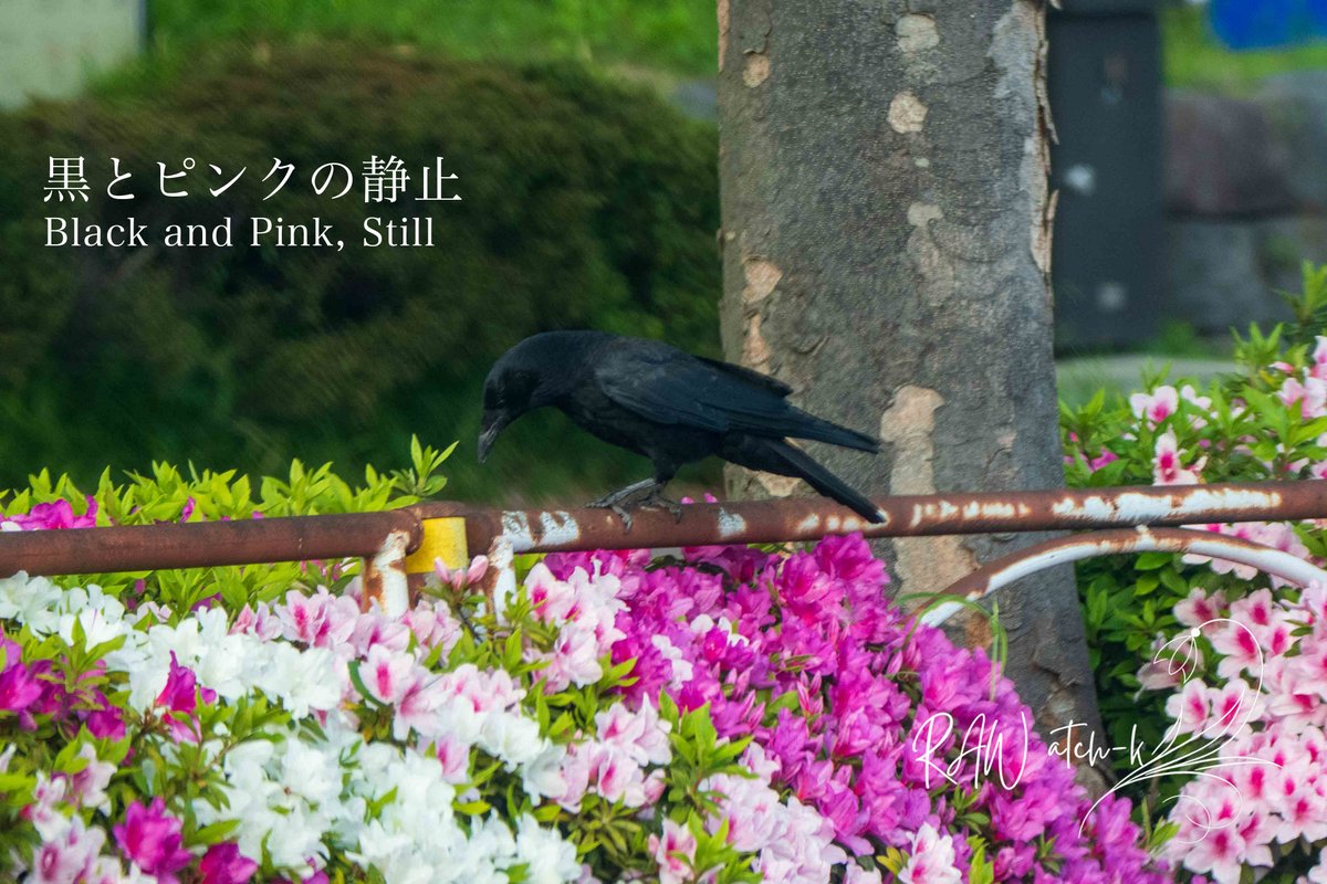 atchk_visuals's tweet image. ツツジの甘い匂いが
満ちてくる。

柵の上に黒い背中。
目を閉じて、
動かない。

同じように
息をひそめてみた。

あいつは今、
何を感じているんだろう。

— atch-k
#VisualStorytelling #VisualLiterature #写真詩