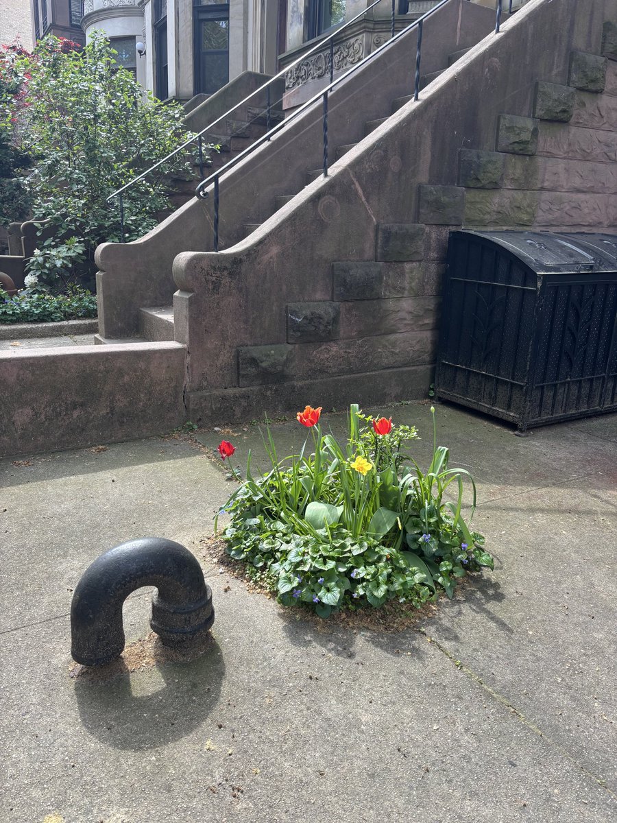 joannaofottawa's tweet image. As I was admiring the interesting interface here between a u-bend and a small planting of flowers, a guy walked past and said, ‘ah, the last daffodil.’

#brooklyn #newyork #thelastdaffodil