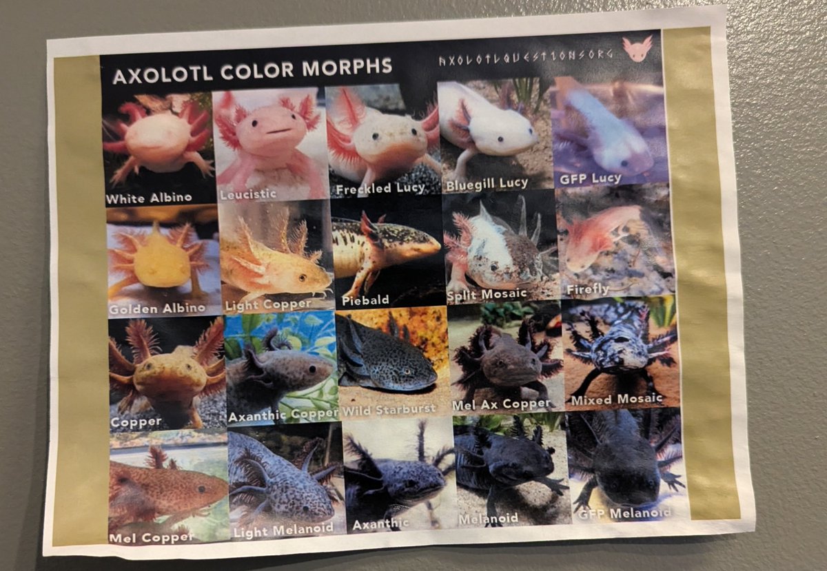 tag yourself im split mosaic cus i am pink sometimes and evil other times