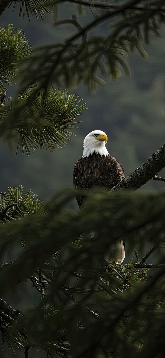 lynxchizzy's tweet image. Embrace the freedom and strength of an eagle. Soar high and reach new heights! 🦅
#Eagle #Lockscreen