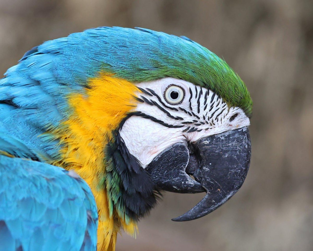 Stats Globe tweet media