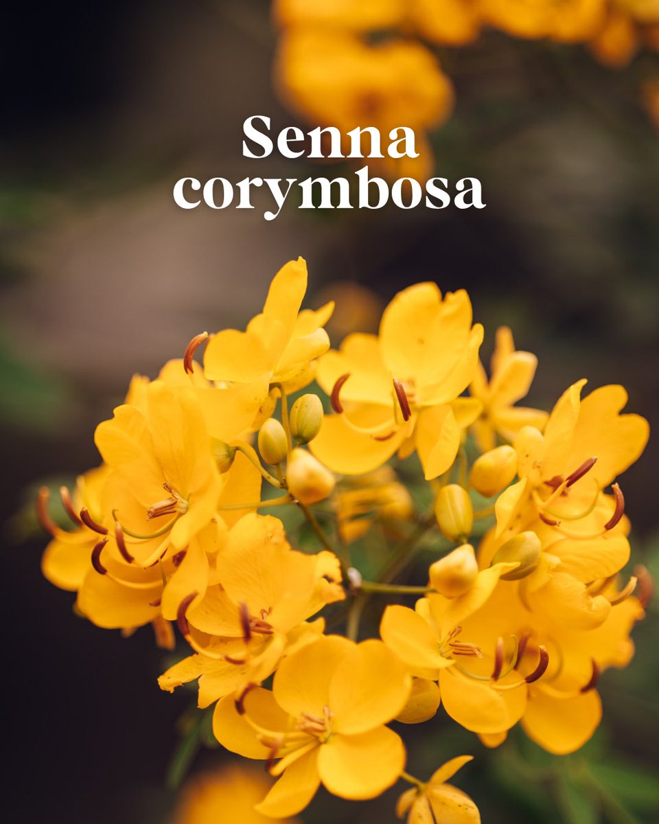 Jardín Botánico de Córdoba tweet media