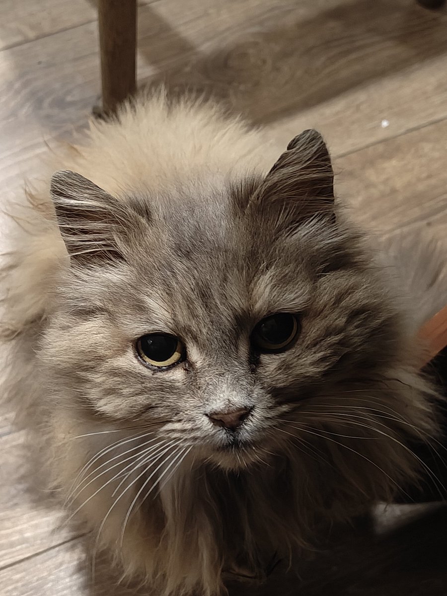 МАЙОР ПЕЗДА tweet media