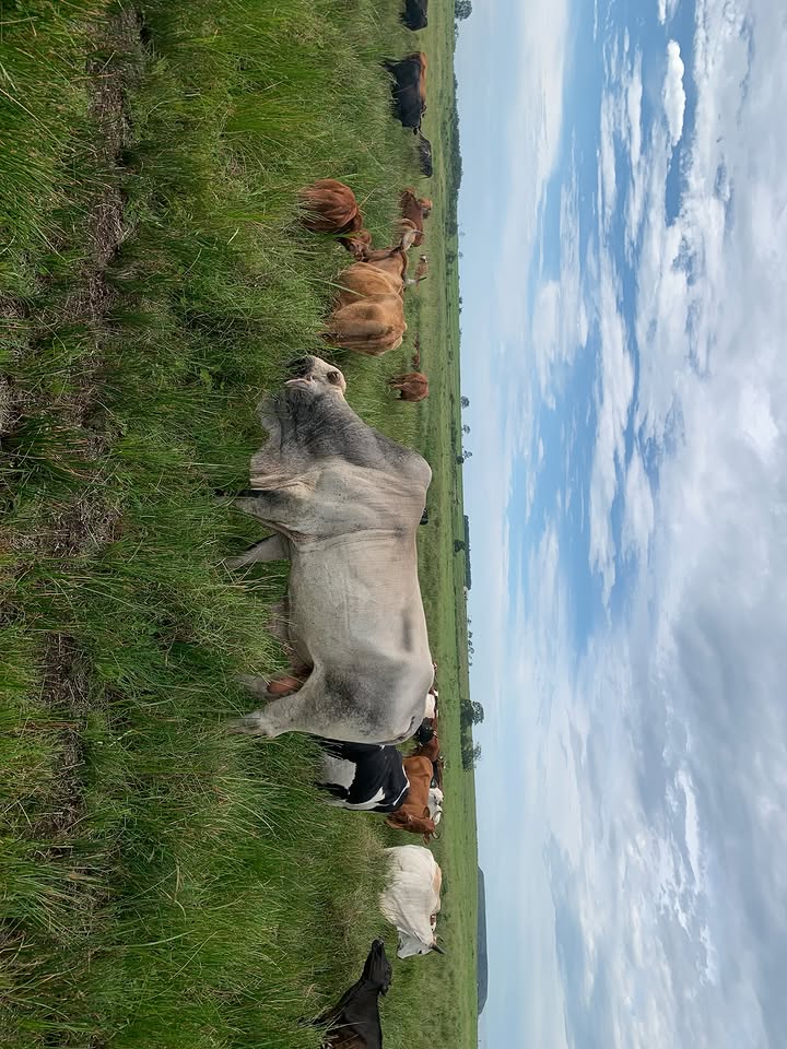 Abdikadir tweet media