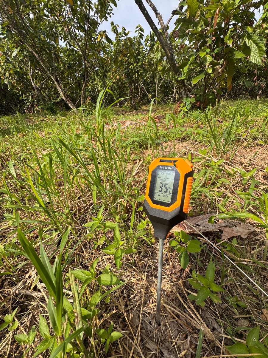 EJENCALADA's tweet image. #Cacao $CC : El CCN-51 es más tolerante a la sequía que el Nacional, pero tiene límites. Una semana de suelo seco y caliente (35'C ) sin alivio empieza a verse en los números de la próxima cosecha. 
Africa esta igual o peor.